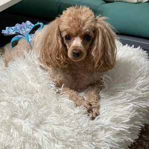 Meet your Posher, Valerie